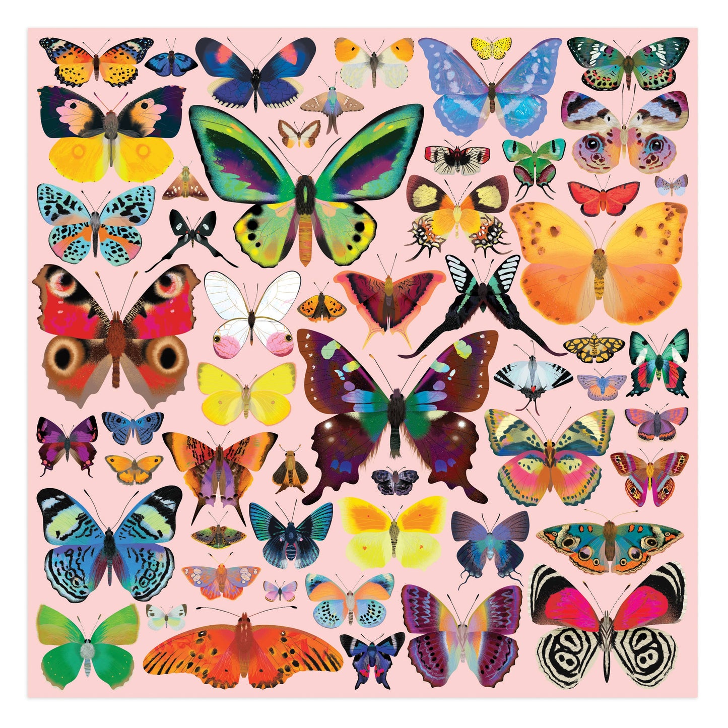 Brilliant Butterflies